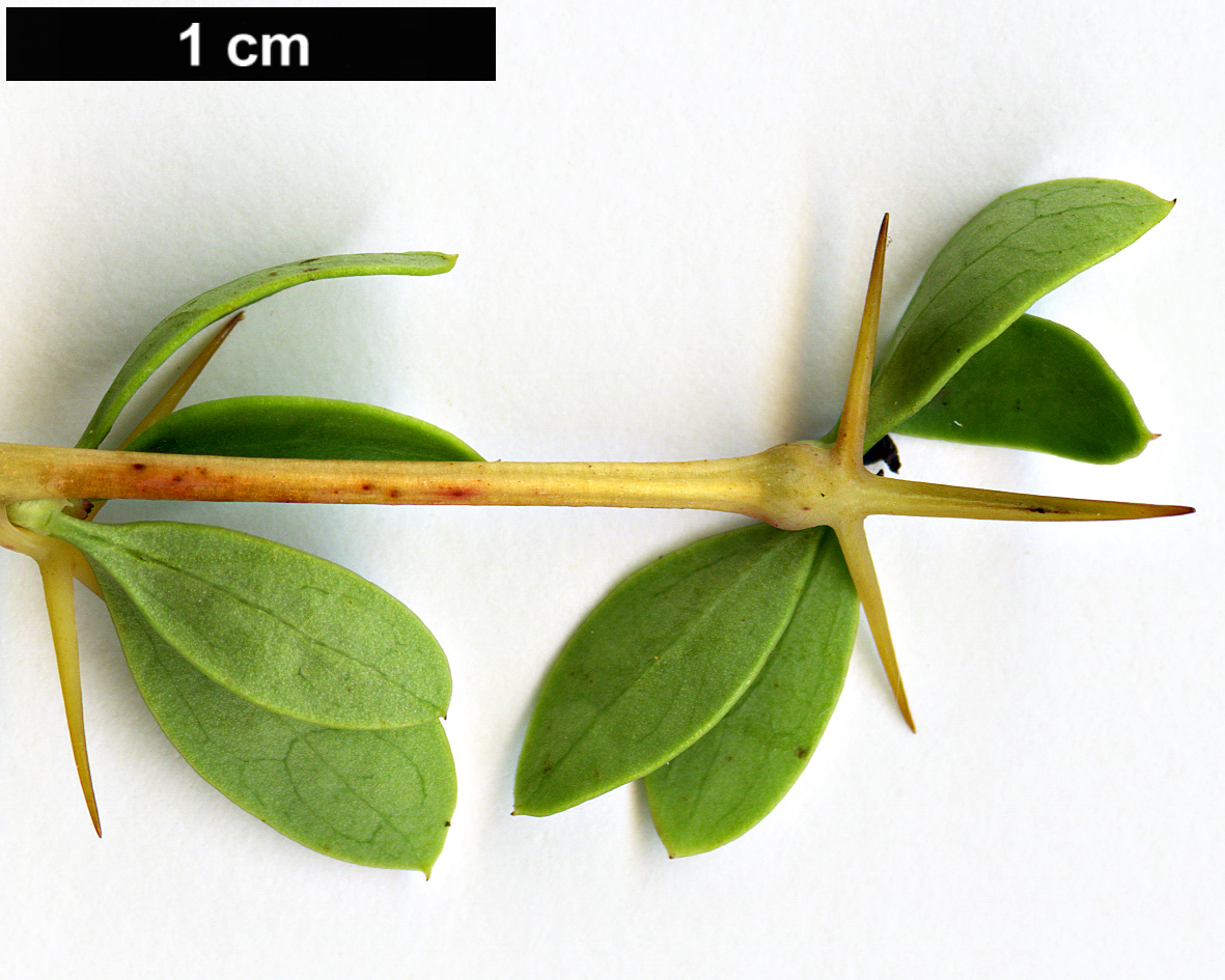 High resolution image: Family: Berberidaceae - Genus: Berberis - Taxon: vulgaris - SpeciesSub: subsp. australis